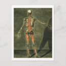 Buscar muscular postales Anatomía