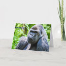 Buscar gorilla tarjetas Animales