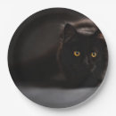 Buscar halloween de encargo Gato