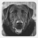Buscar perro negro pegatinas Para mascotas