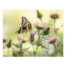 Buscar gigante posters Mariposa