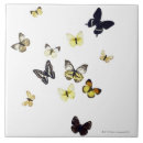 Buscar mariposa linda azulejos Animal