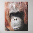 Buscar orangután posters Simio