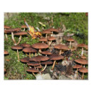 Buscar 10x8 Naturaleza
