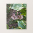 Buscar barbas puzzles Vida silvestre