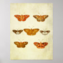 Buscar mariposas y polillas posters Ilustracion