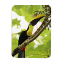 Buscar tucan imanes Selva