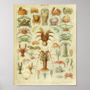 Buscar langosta posters Crustáceo