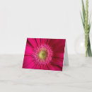 Buscar gerberas tarjetas Flor
