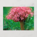 Buscar mala hierba postales Flor