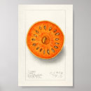 Buscar fruta tropical posters Naranja
