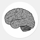 Buscar fisiología Neurona