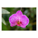 Buscar jardín tropical posters Orquídea