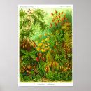 Buscar musgo posters Para todos