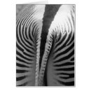 Buscar zebra fotografía Zoológico
