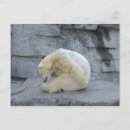 Buscar maritimus Ursus maritimus