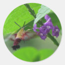 Buscar mariposas y polillas pegatinas Flores