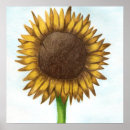 Buscar girasol bonito posters Flor