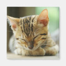 Buscar bengala imanes Gatito