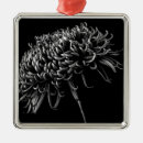 Buscar crisantemos adornos Flor