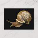 Buscar caracoles tarjetas de visita Moluscos