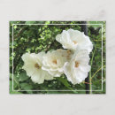 Buscar rosas hermosos postales Para ella