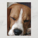 Buscar perro del beagle invitaciones Beagles