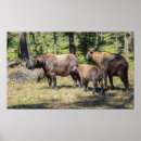 Buscar animales raros posters Vida silvestre