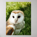 Buscar búhos los posters infantiles Para todos