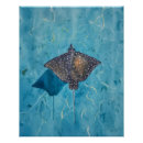 Buscar aguas turquesas posters Buceo