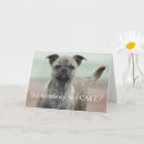 Buscar lol animales tarjetas Para todos