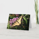 Buscar mariposas negras tarjetas Negro