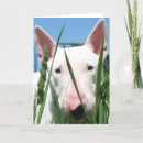 Buscar bull tarjetas Perros