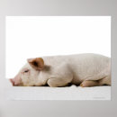 Buscar cochinillo posters Animales