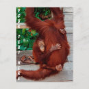 Buscar orangután postales Borneo
