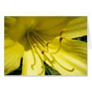 Buscar daylily Amarillo