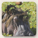 Buscar hipopótamos posavasos Fauna