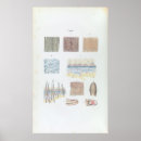 Buscar piel humana posters Medicina