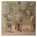 Buscar tigre de bengala azulejos Animal