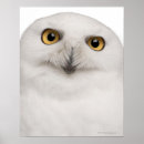 Buscar vista delantera posters Fauna