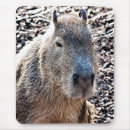 Buscar capybara electronica Roedor