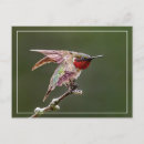 Buscar hummingbird postales Animal