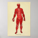 Buscar anatomía muscular arte Médica