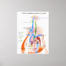 Buscar cuerpo humano lienzos Diagrama