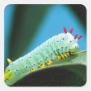 Buscar caterpillar etiquetas Insecto