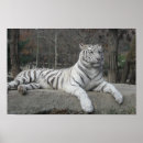 Buscar naturaleza fotografía Animal salvaje