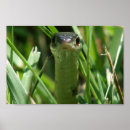 Buscar serpiente posters Verde