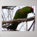 Buscar loros verdes posters Rojo