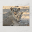 Buscar leona postales Animales