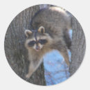 Buscar mapache lindo pegatinas Fauna